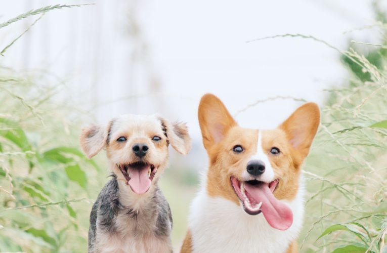 Preventing Home Dog Fights in League City
